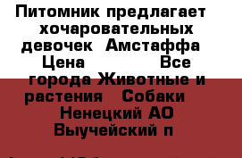 Питомник предлагает 2-хочаровательных девочек  Амстаффа › Цена ­ 25 000 - Все города Животные и растения » Собаки   . Ненецкий АО,Выучейский п.